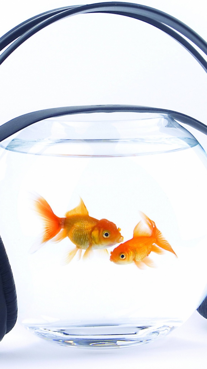 Обои Золотая рыбка, Аквариум, звуковое оборудование, рыбка, аудио в разрешении 720x1280
