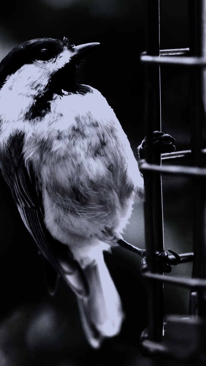 Обои клюв, черный и белый, монохромный, птица, перо в разрешении 720x1280