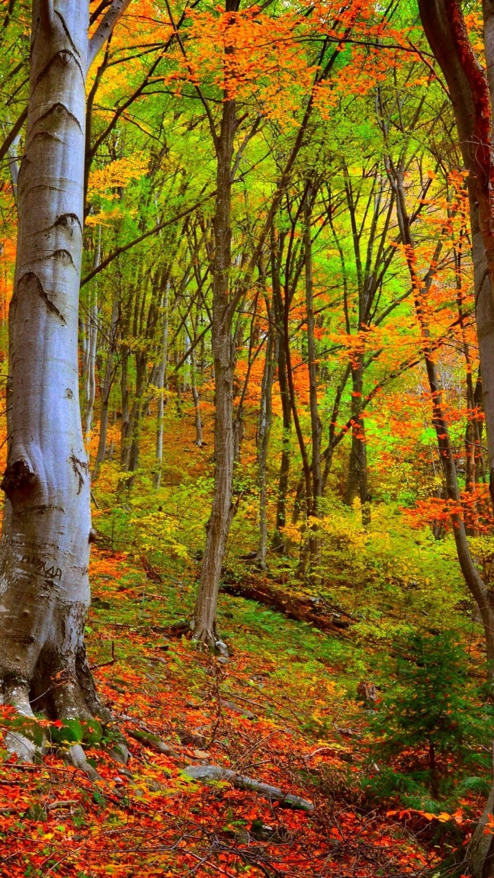 Обои природа, дерево, лес, лесистая местность, листопадные в разрешении 720x1280