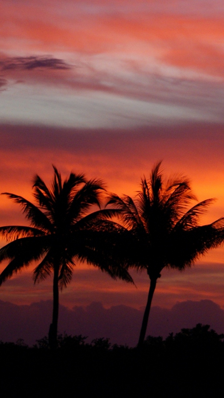 Обои закат, послесвечение, Пальма, сумрак, восход солнца в разрешении 720x1280