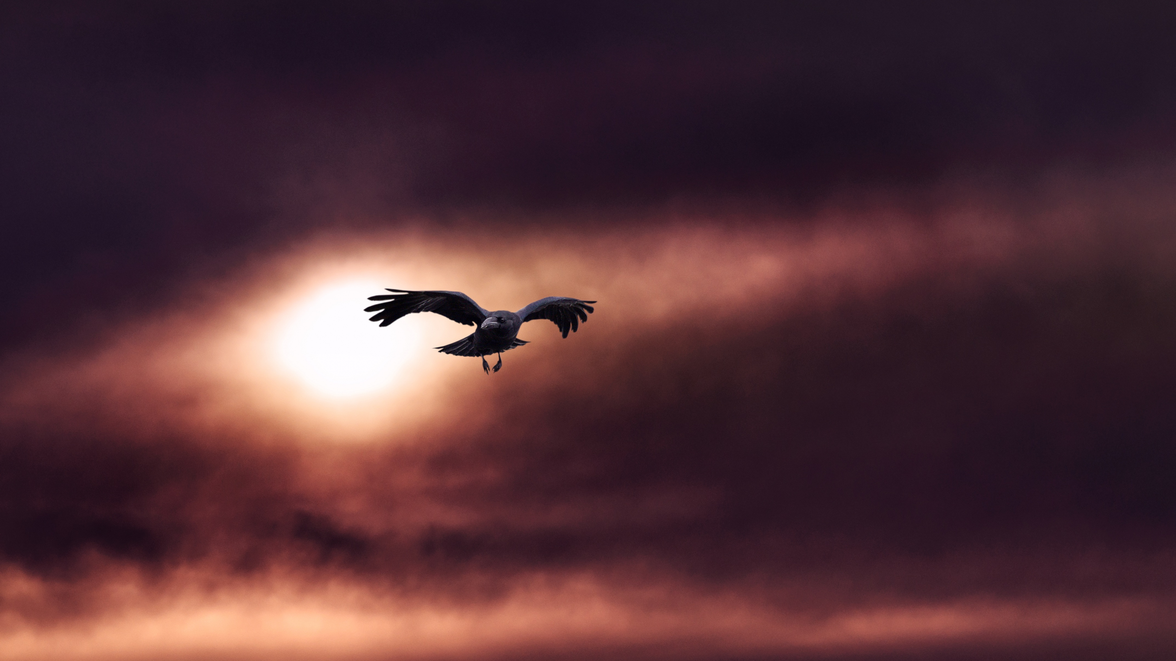 Обои облако, птица, атмосфера, морская птица, крыло в разрешении 3840x2160