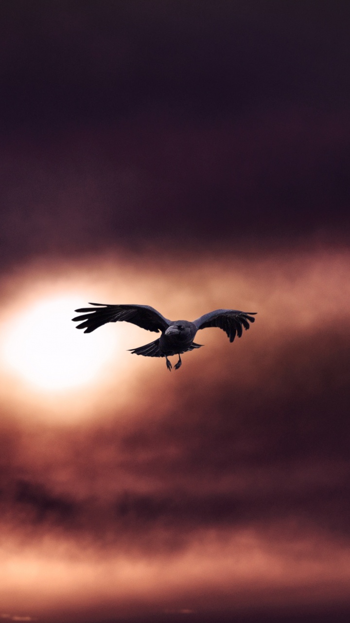 Обои облако, птица, атмосфера, морская птица, крыло в разрешении 720x1280