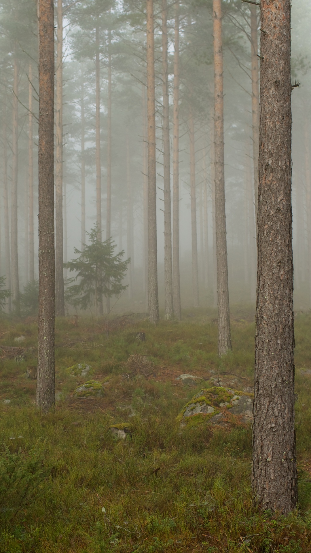 Обои лес, дерево, лесистая местность, дымка, туман в лесу в разрешении 1080x1920