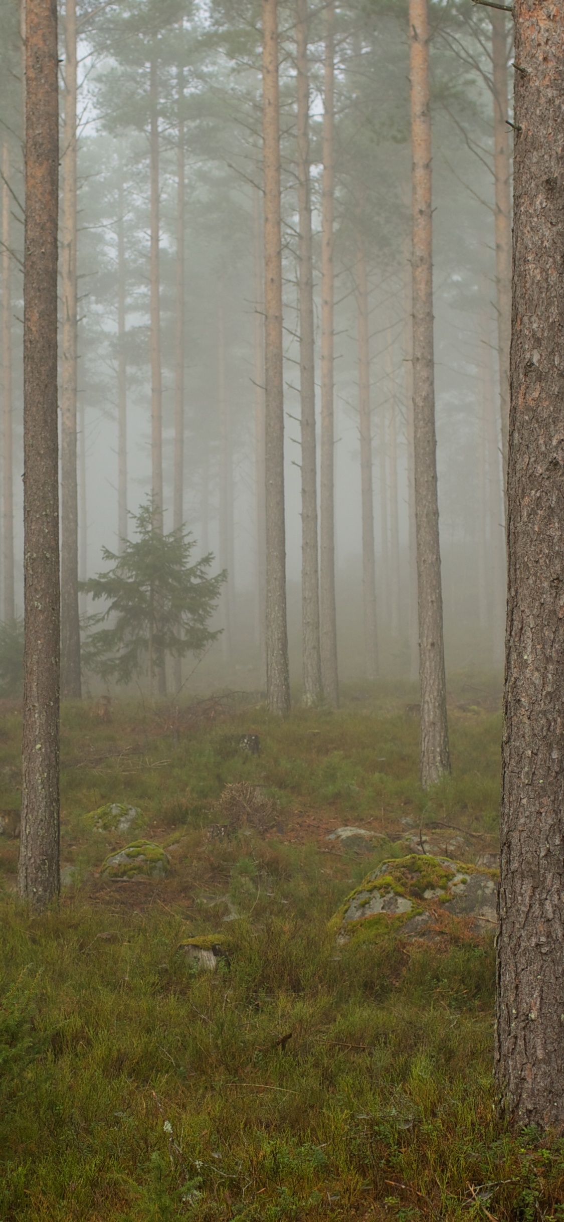 Обои лес, дерево, лесистая местность, дымка, туман в лесу в разрешении 1125x2436
