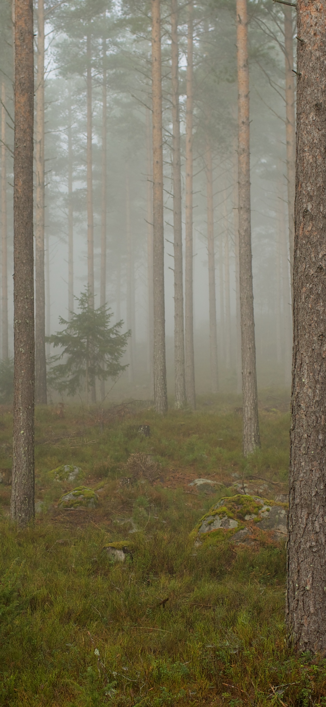 Обои лес, дерево, лесистая местность, дымка, туман в лесу в разрешении 1242x2688
