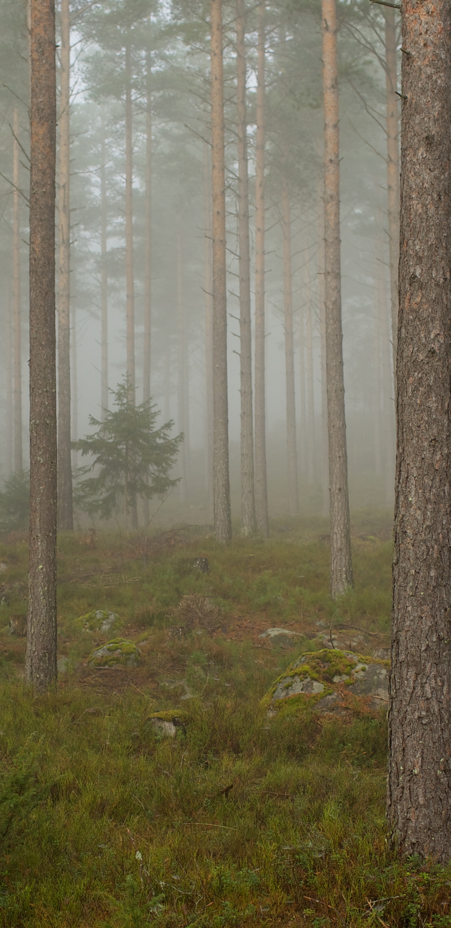 Обои лес, дерево, лесистая местность, дымка, туман в лесу в разрешении 1440x2960