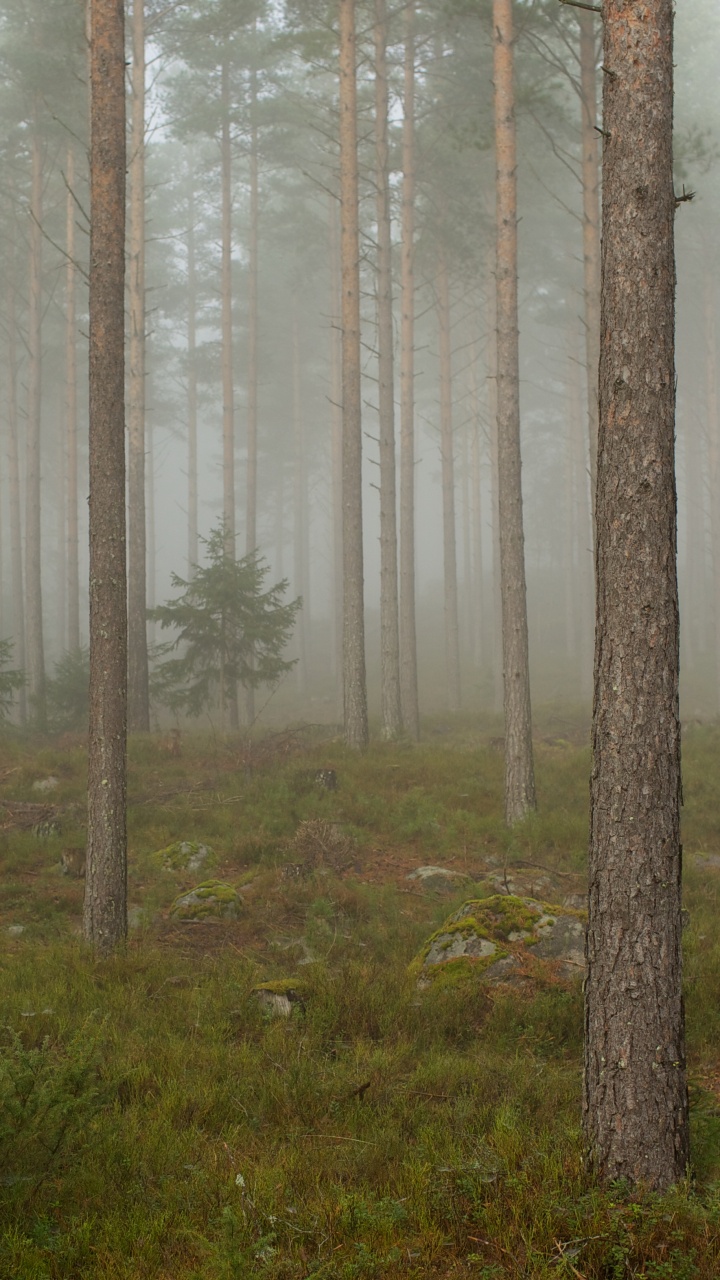 Обои лес, дерево, лесистая местность, дымка, туман в лесу в разрешении 720x1280