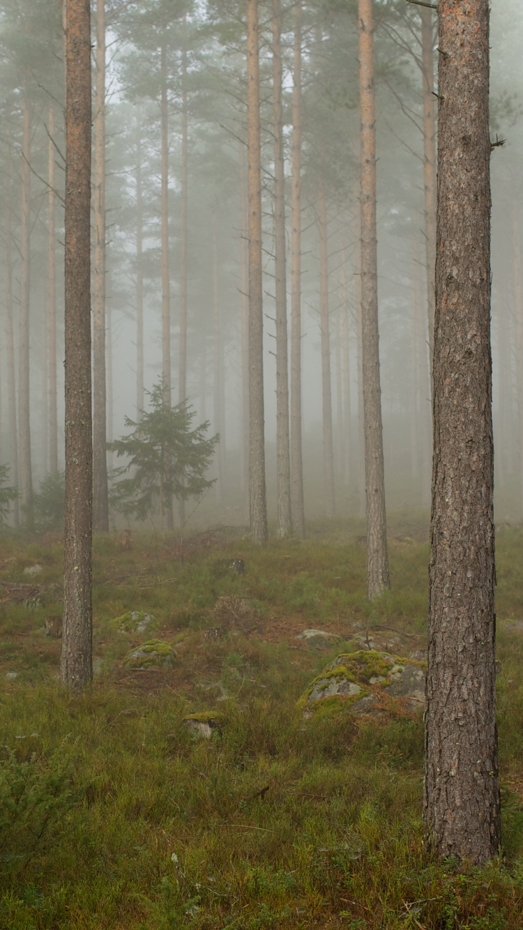 Обои лес, дерево, лесистая местность, дымка, туман в лесу в разрешении 750x1334