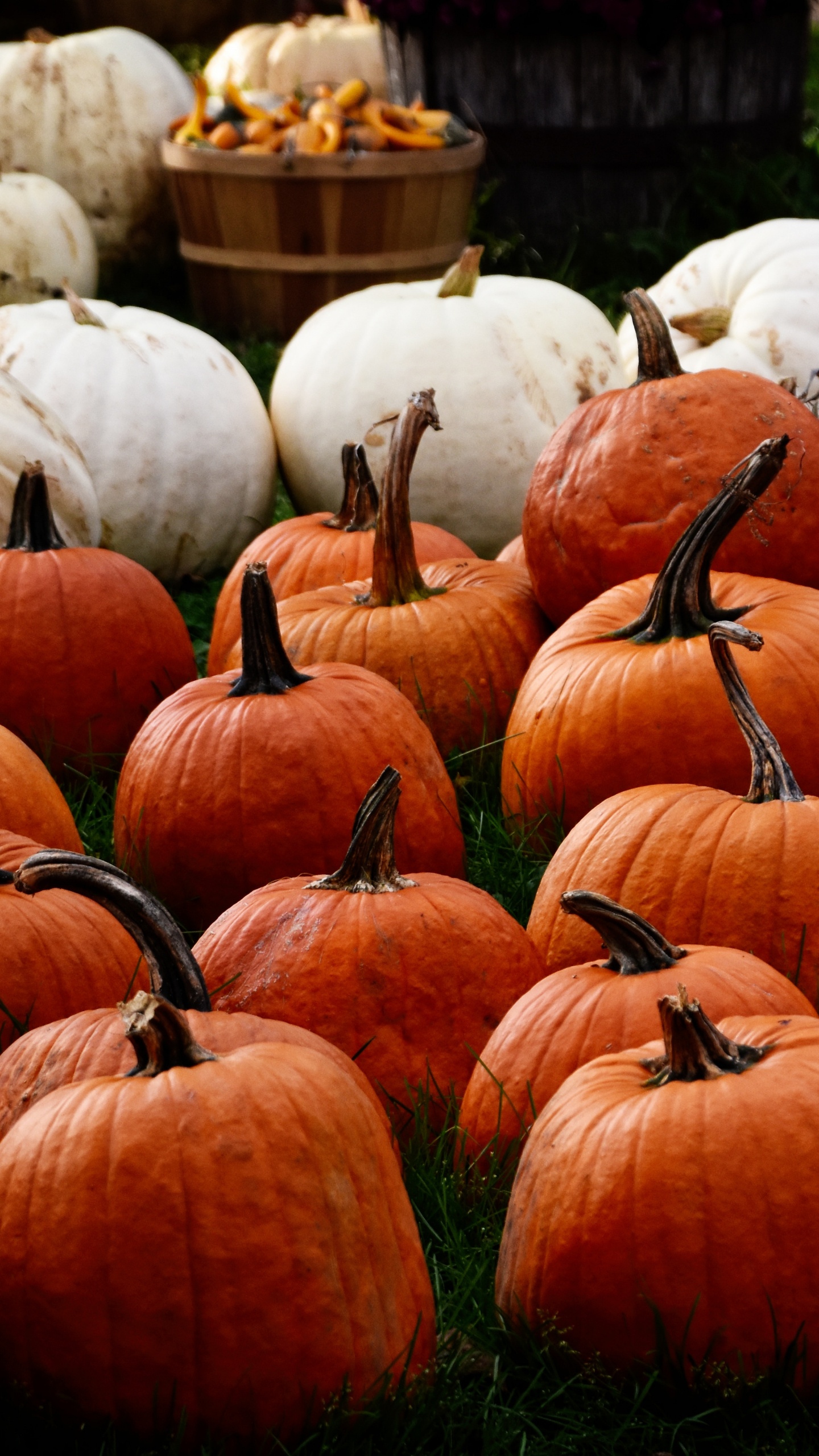 Обои местное блюдо, зимний сквош, тыква, сезон, завод в разрешении 1440x2560