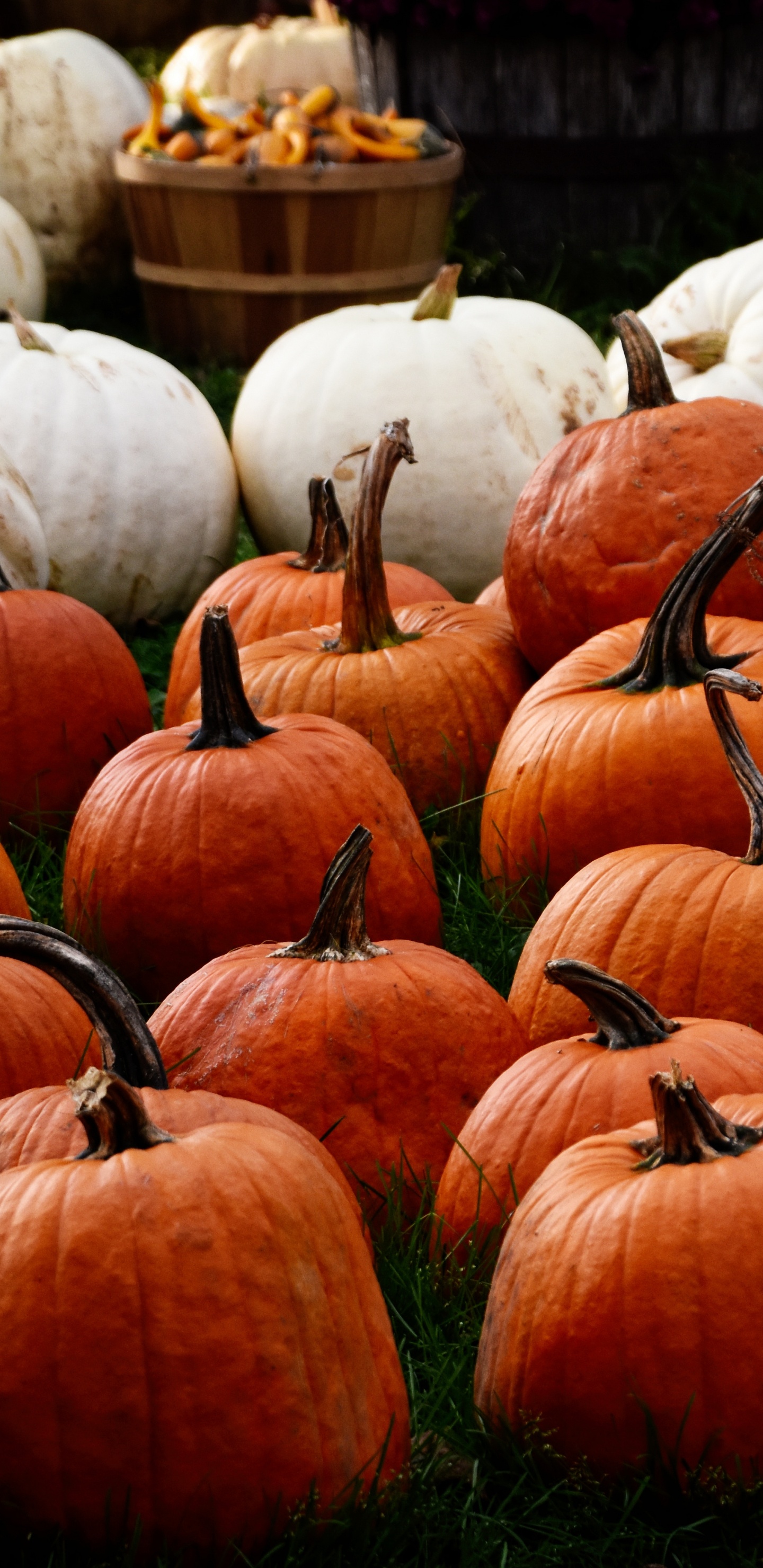 Обои местное блюдо, зимний сквош, тыква, сезон, завод в разрешении 1440x2960