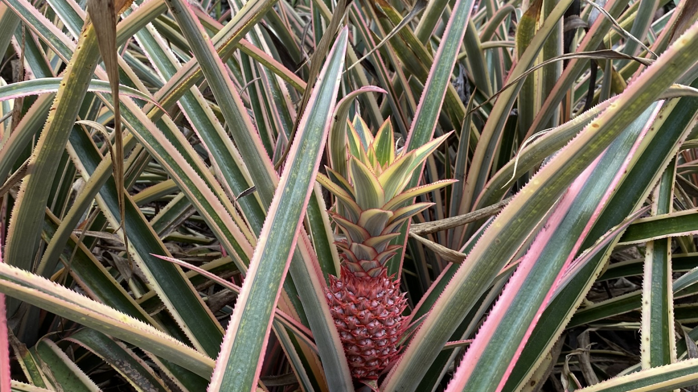 Обои Флора, лист, стебель растения, растительное сообщество, растительность в разрешении 1366x768