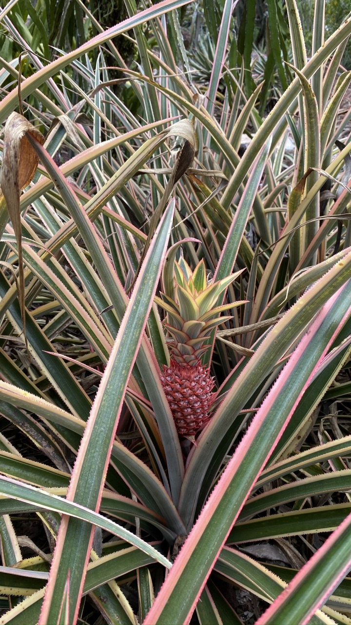 Обои Флора, лист, стебель растения, растительное сообщество, растительность в разрешении 720x1280