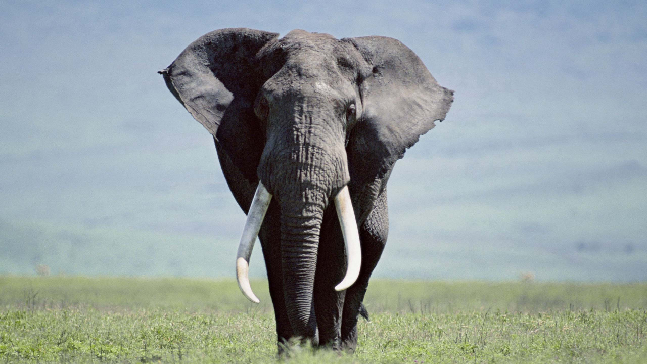 Обои Слон, слоны и мамонты, наземные животные, индийский слон, живая природа в разрешении 1280x720