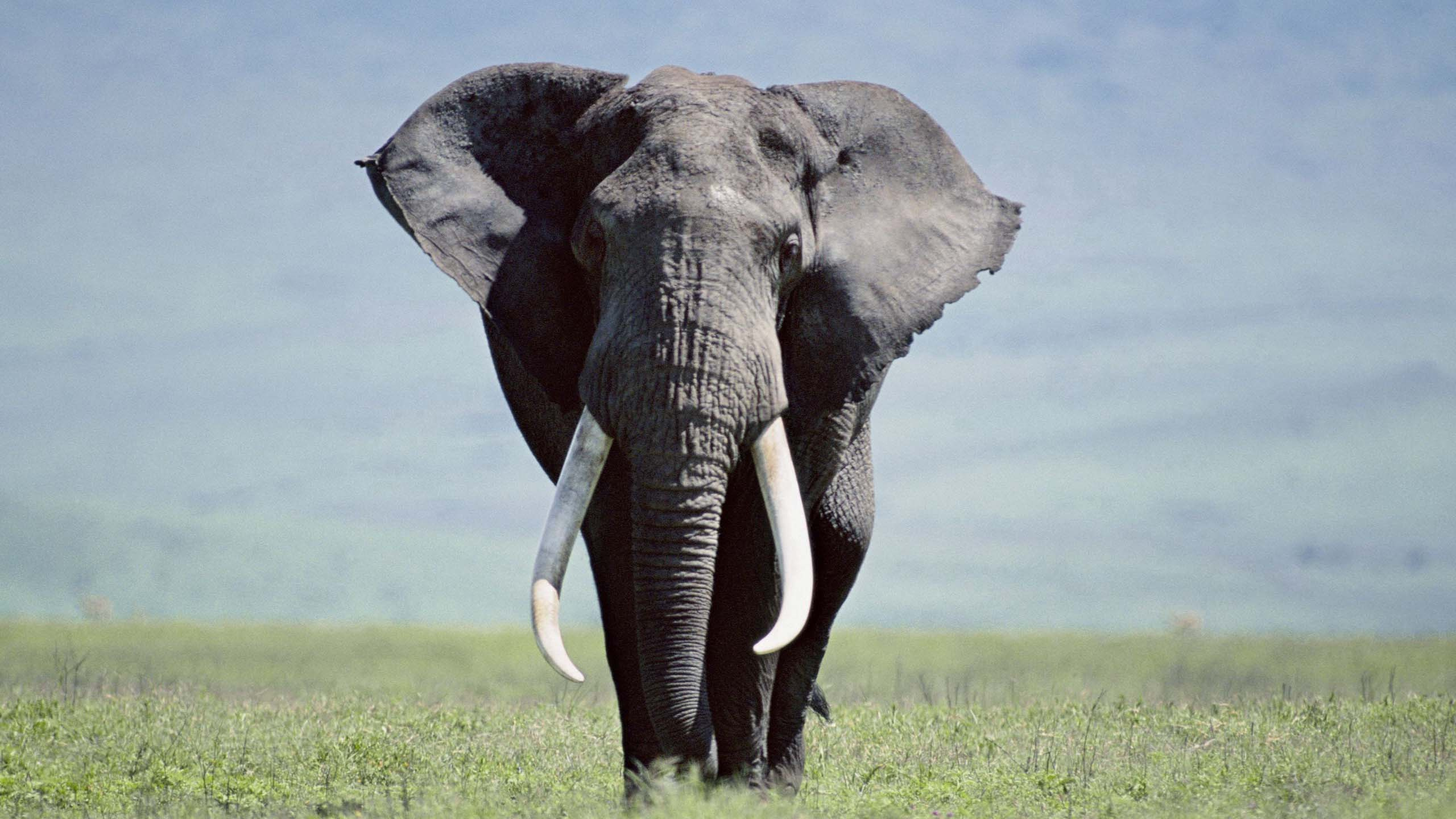 Обои Слон, слоны и мамонты, наземные животные, индийский слон, живая природа в разрешении 2560x1440