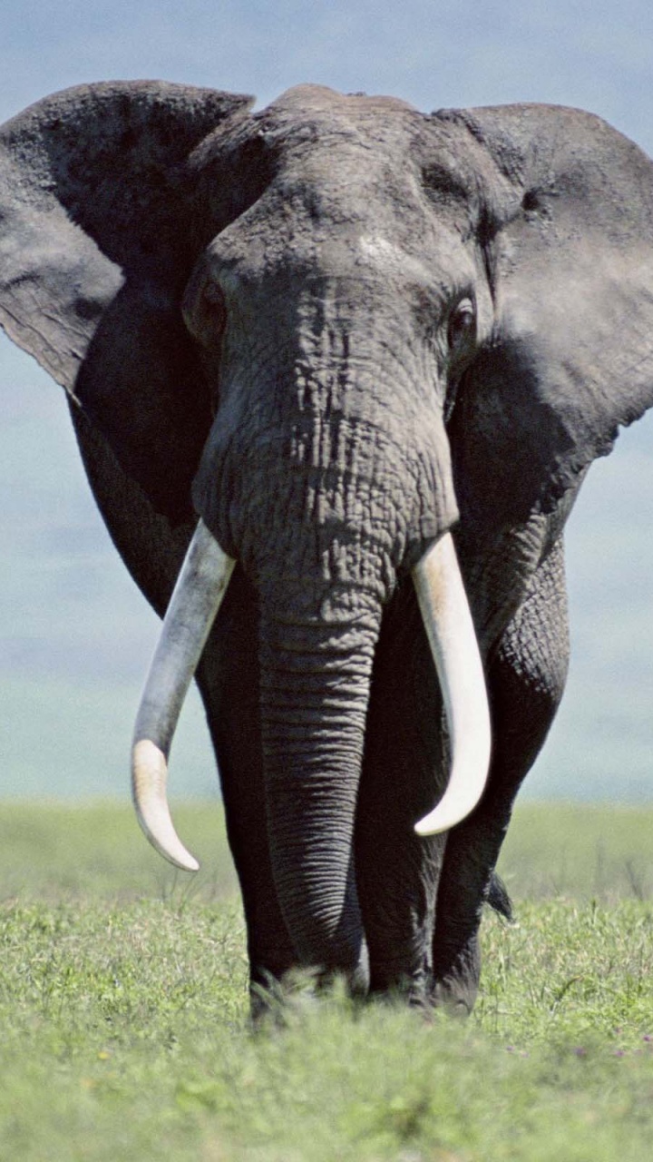 Обои Слон, слоны и мамонты, наземные животные, индийский слон, живая природа в разрешении 720x1280