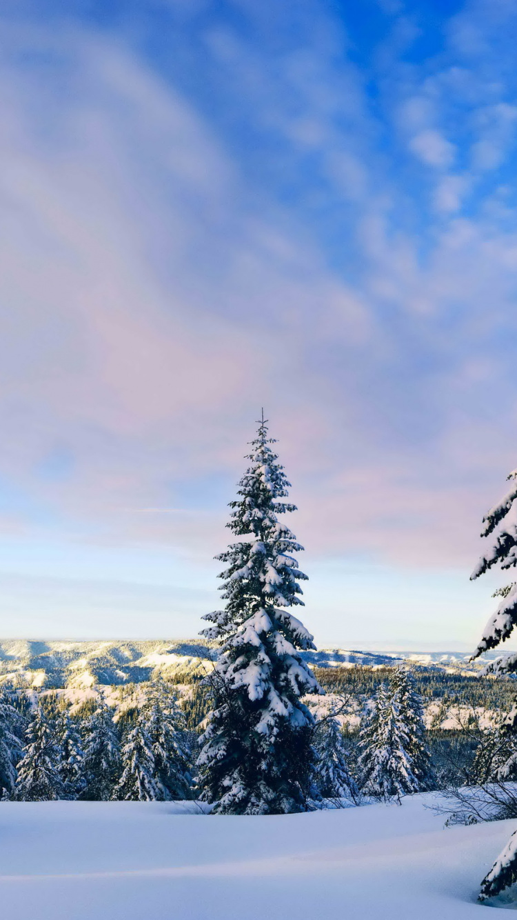 Обои снег, дерево, зима, семейства сосновых, экосистема в разрешении 750x1334