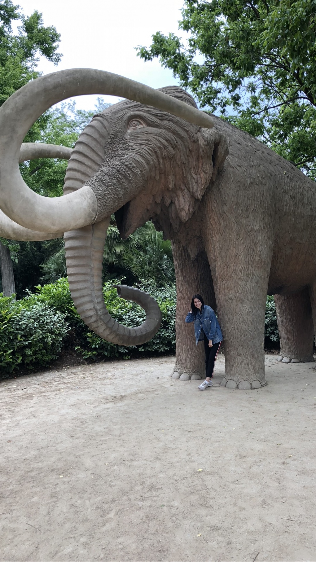 Обои слоны и мамонты, наземные животные, индийский слон, бивень, Слон в разрешении 1080x1920