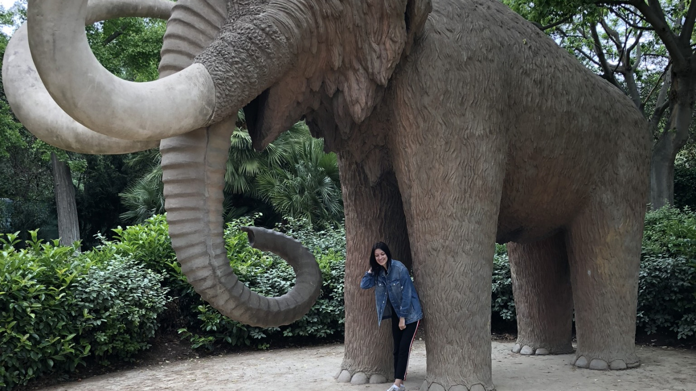 Обои слоны и мамонты, наземные животные, индийский слон, бивень, Слон в разрешении 1366x768