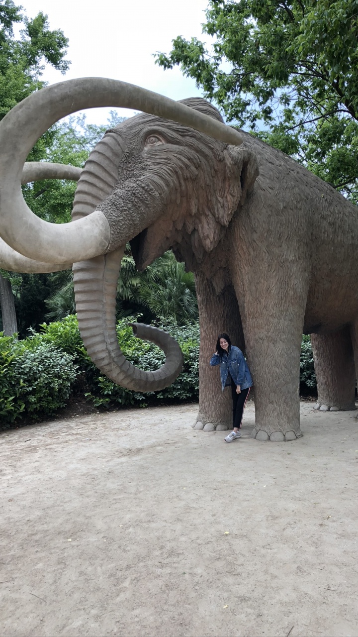 Обои слоны и мамонты, наземные животные, индийский слон, бивень, Слон в разрешении 720x1280