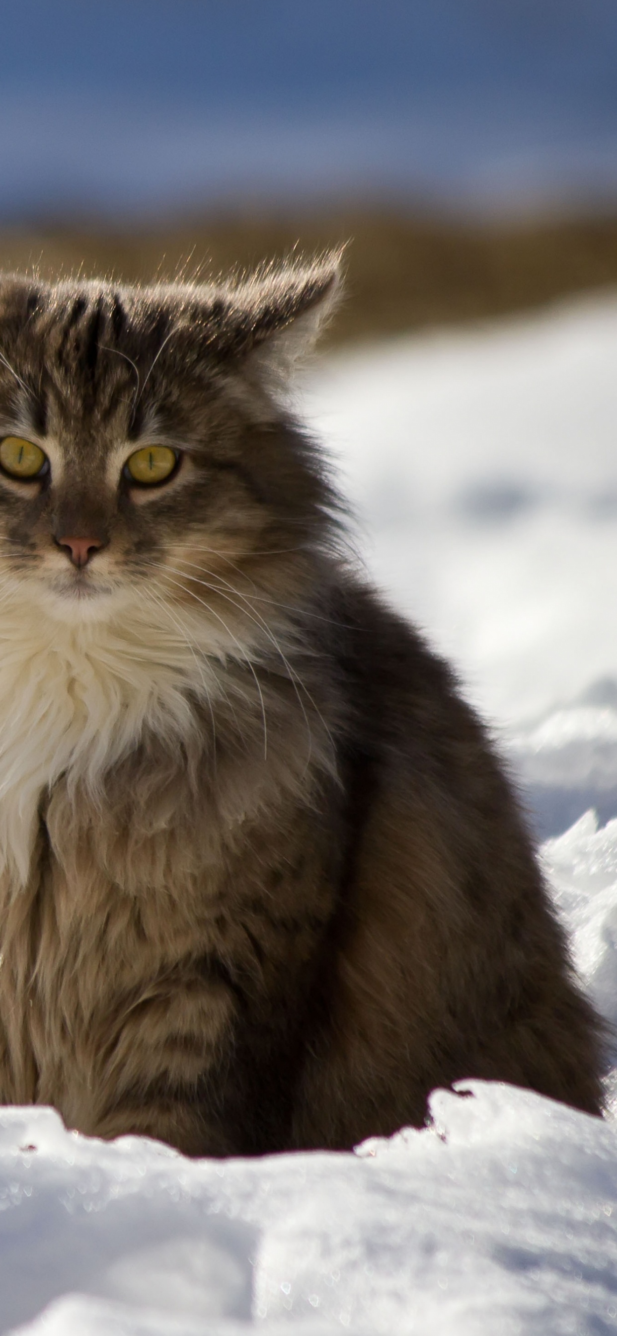 Обои котенок, сибирячка, норвежский лесной кот, норвежская Лесная кошка, живая природа в разрешении 1242x2688