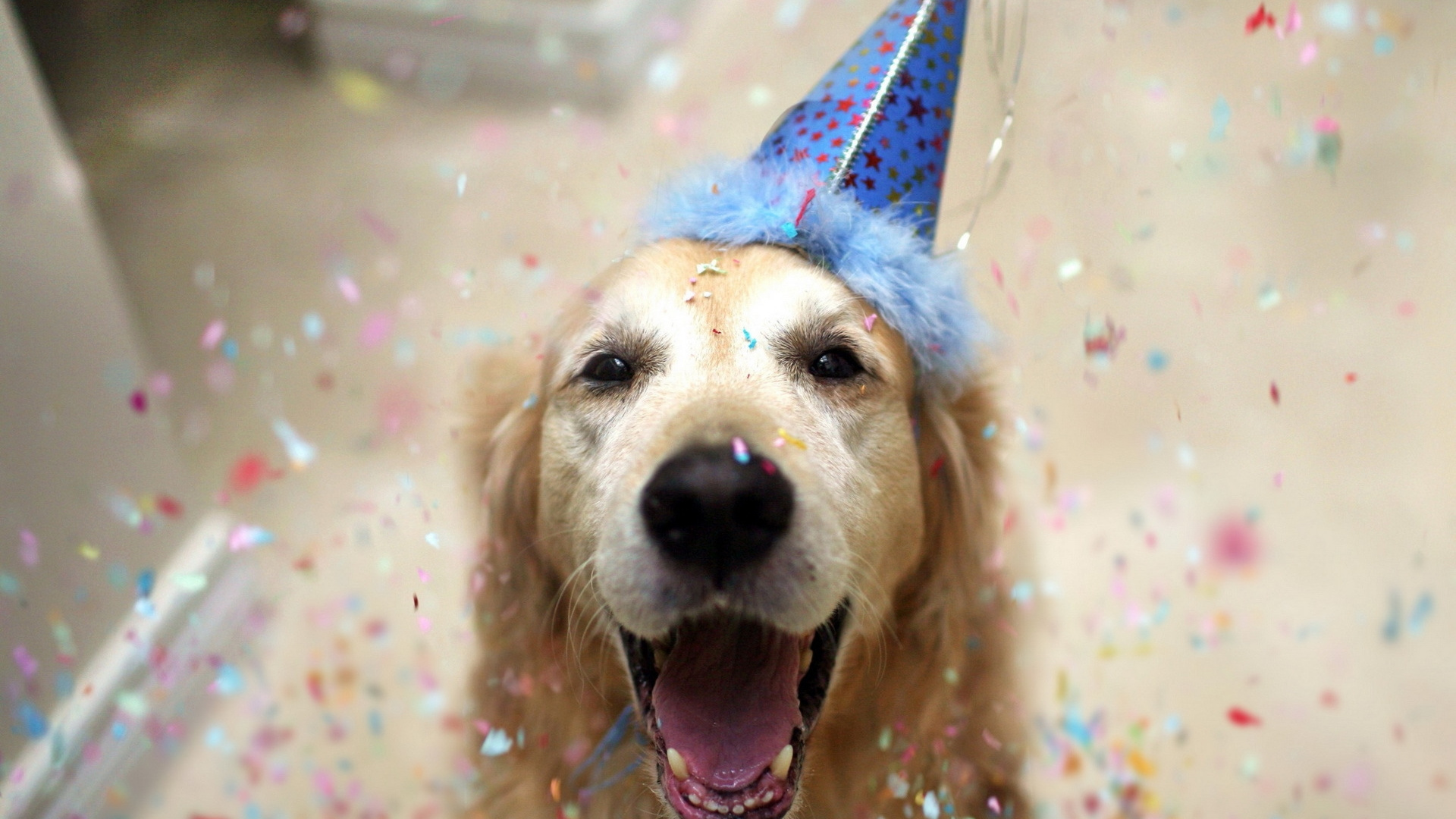 Обои собака породы, золотистый ретривер, морда, лабрадор, собака в разрешении 1920x1080