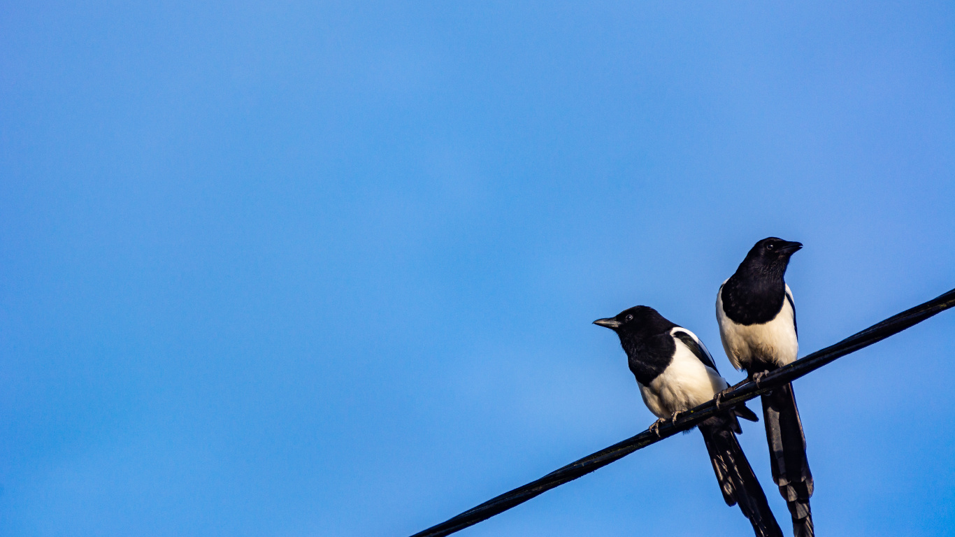 Обои синий, Сороками, прут, крыло, воробьиные птицы в разрешении 1366x768