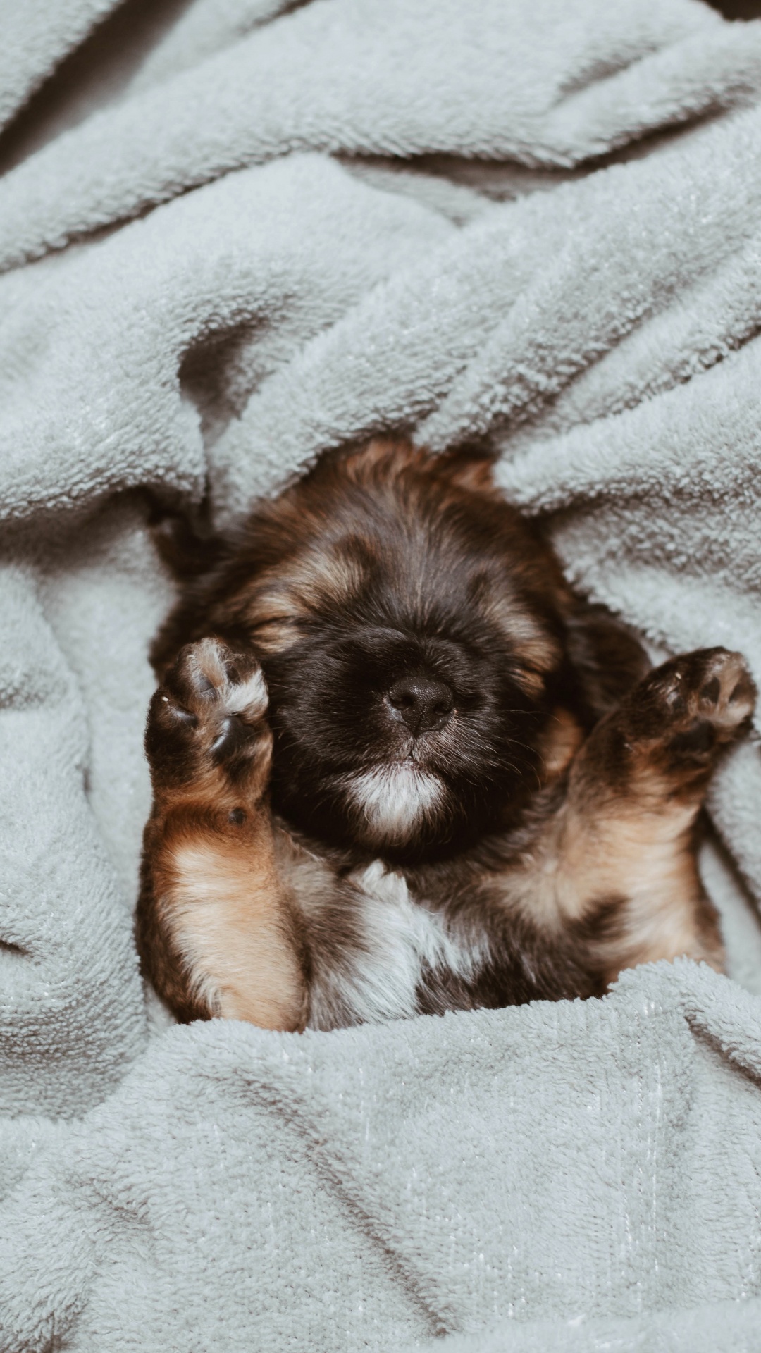 Обои щенок, пес, Псовые, собака породы, ши тцу в разрешении 1080x1920