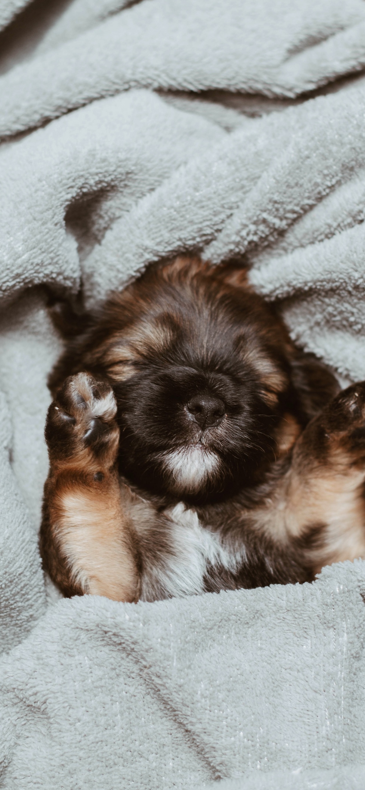 Обои щенок, пес, Псовые, собака породы, ши тцу в разрешении 1242x2688