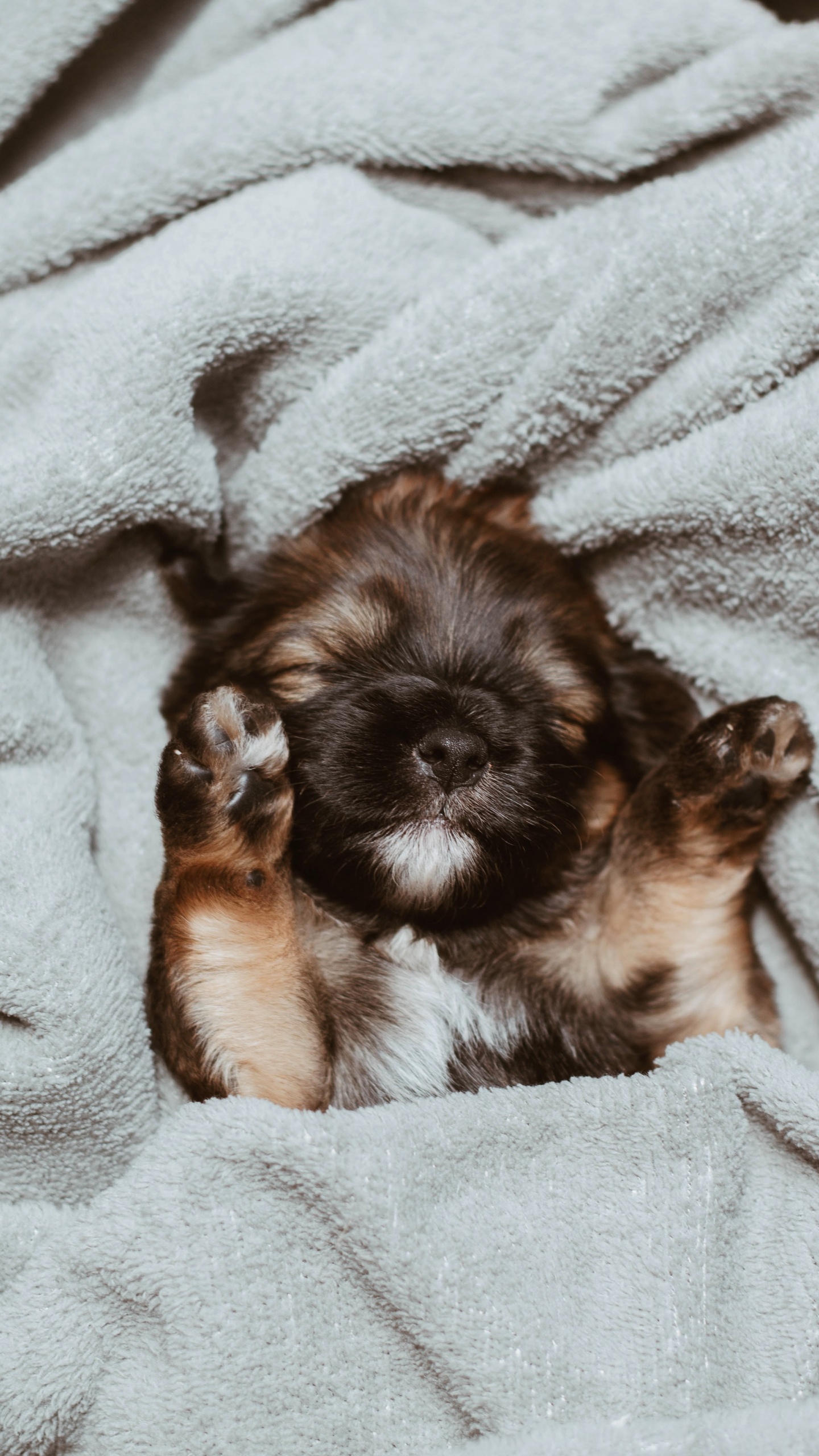 Обои щенок, пес, Псовые, собака породы, ши тцу в разрешении 1440x2560