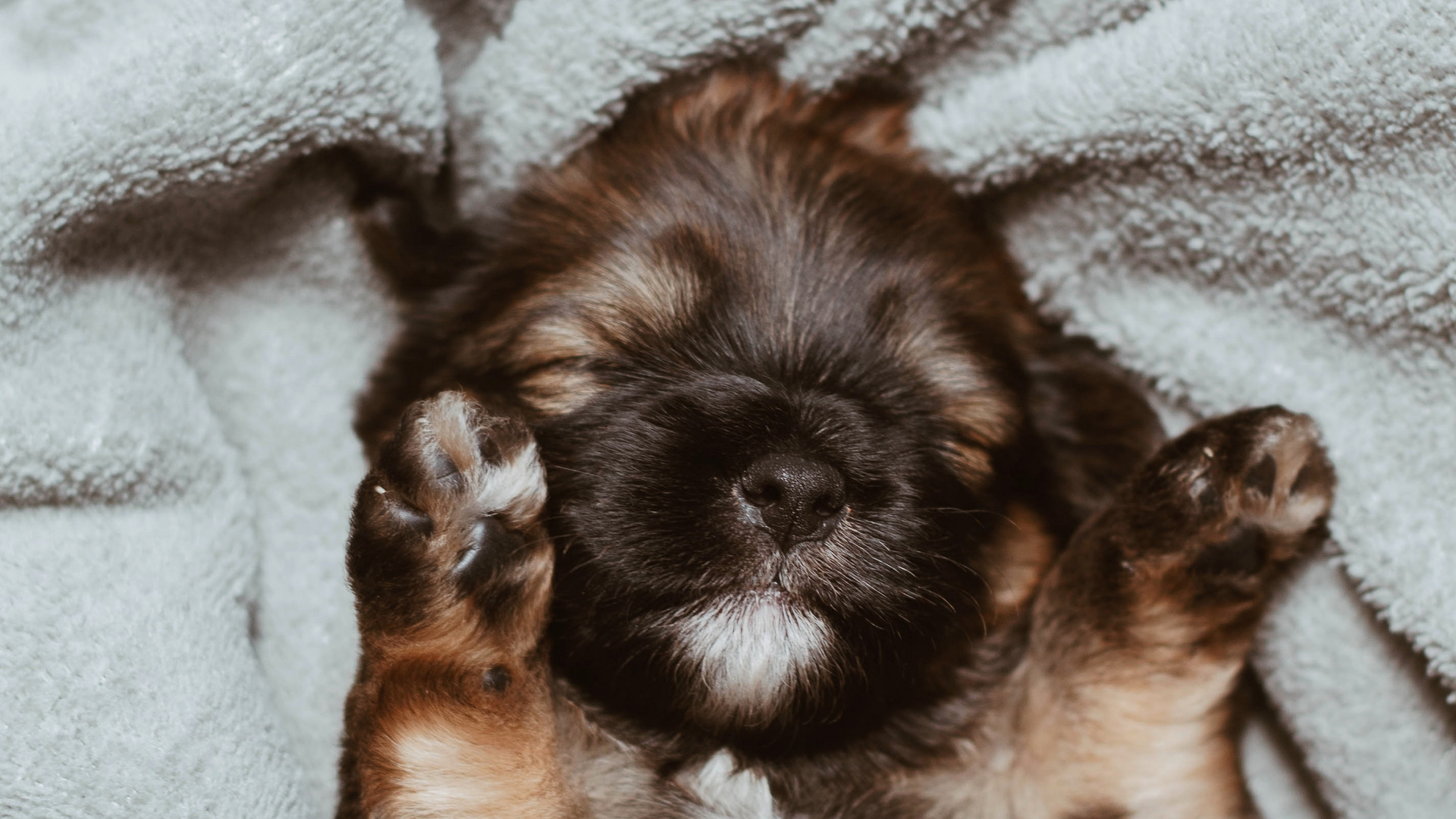 Обои щенок, пес, Псовые, собака породы, ши тцу в разрешении 1920x1080