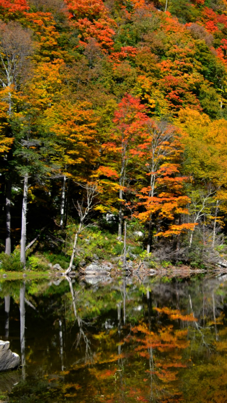 Обои отражение, природный заповедник, национальный парк, озеро, природа в разрешении 750x1334