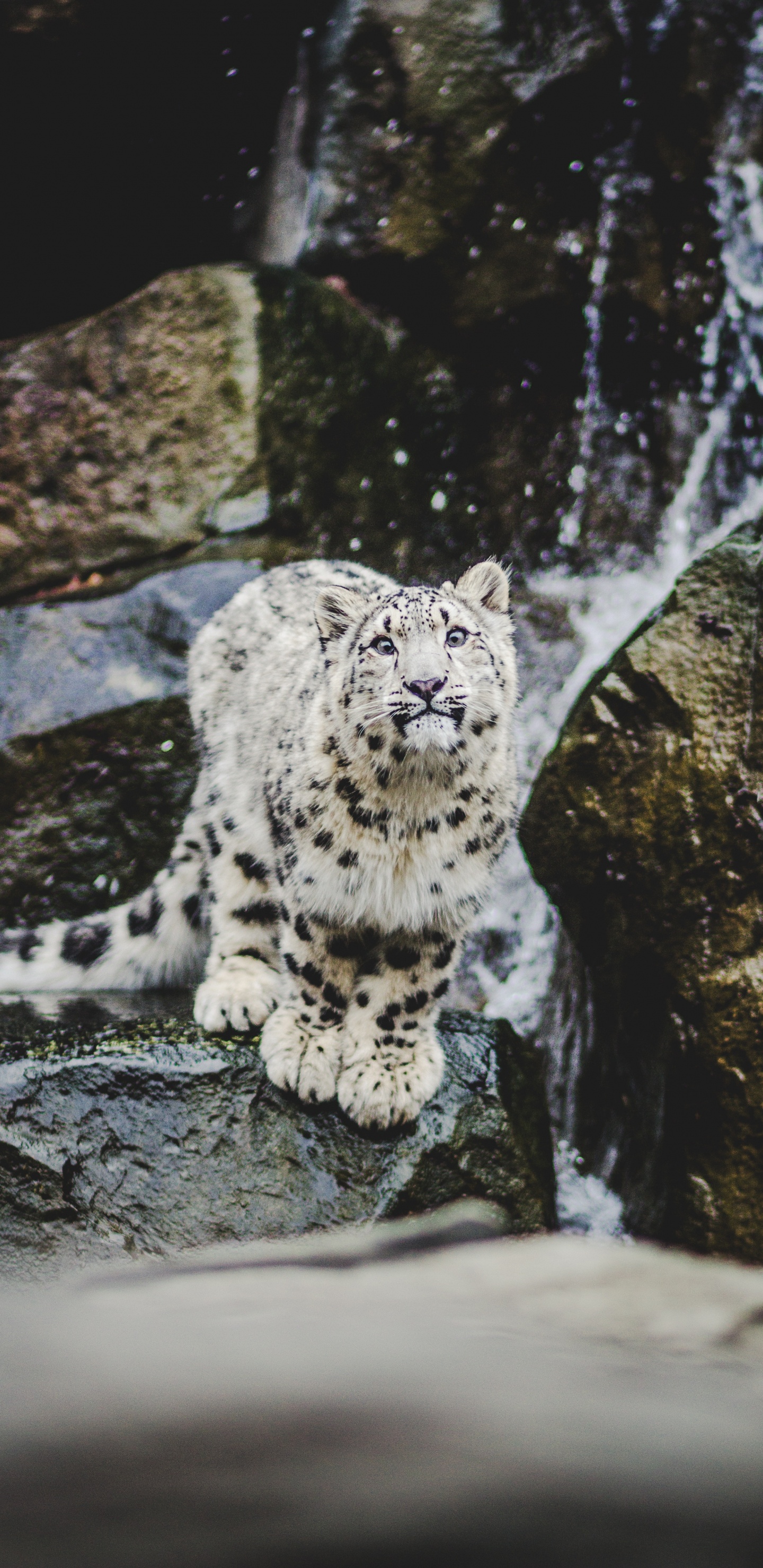 Обои Ягуар, снежный Барс, дальневосточный леопард, большая кошка, кошачьих в разрешении 1440x2960