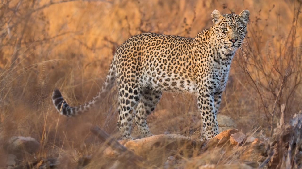 Обои Леопард, Ягуар, Гепард, снежный Барс, большая кошка в разрешении 1280x720