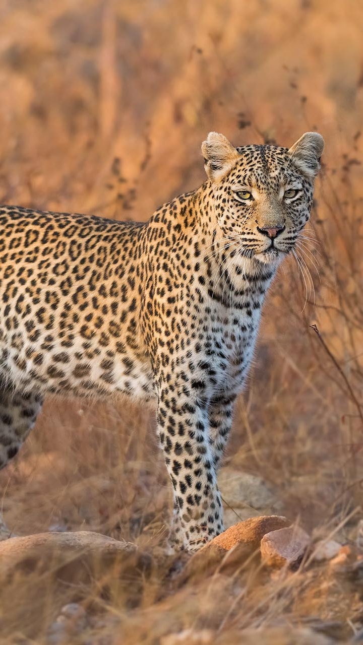 Обои Леопард, Ягуар, Гепард, снежный Барс, большая кошка в разрешении 720x1280