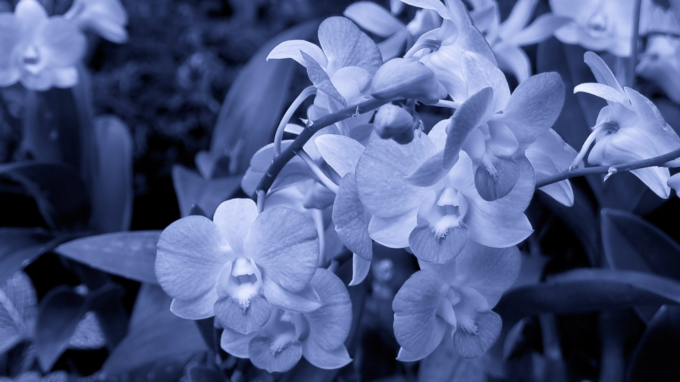 Обои белые, синий, лепесток, растение, сирень в разрешении 1366x768