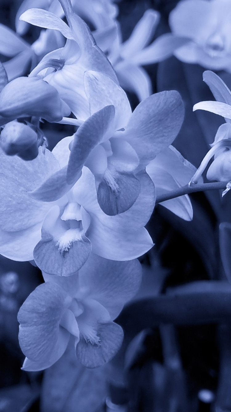 Обои белые, синий, лепесток, растение, сирень в разрешении 750x1334