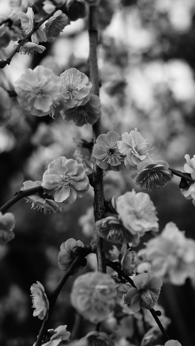 Обои цветок, черный и белый, ветвь, монохромный, весна в разрешении 750x1334