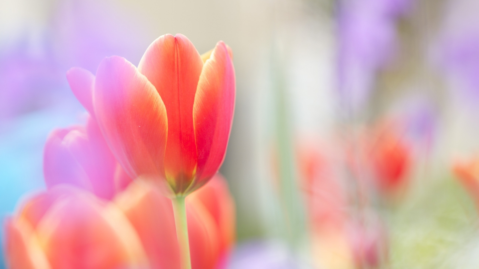 Обои цветок, тюльпаны, лепесток, розовый, цветковое растение в разрешении 1920x1080