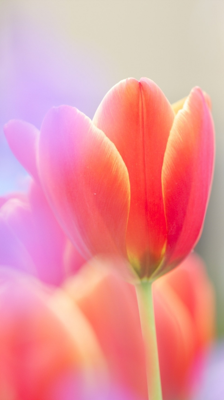 Обои цветок, тюльпаны, лепесток, розовый, цветковое растение в разрешении 750x1334