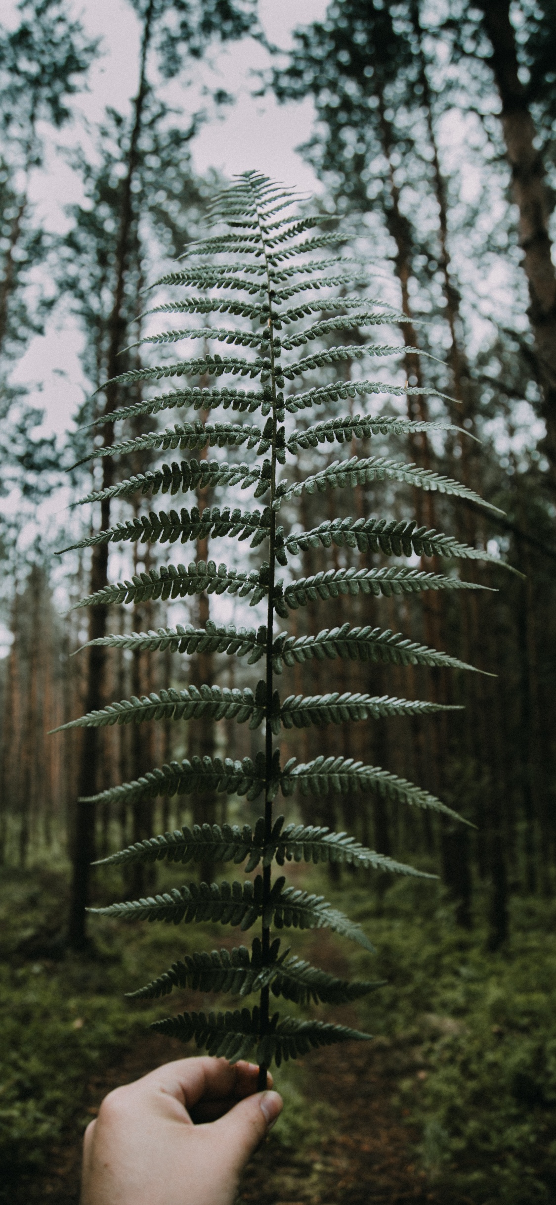 Обои природа, дерево, лес, окружающая среда, древесные растения в разрешении 1125x2436