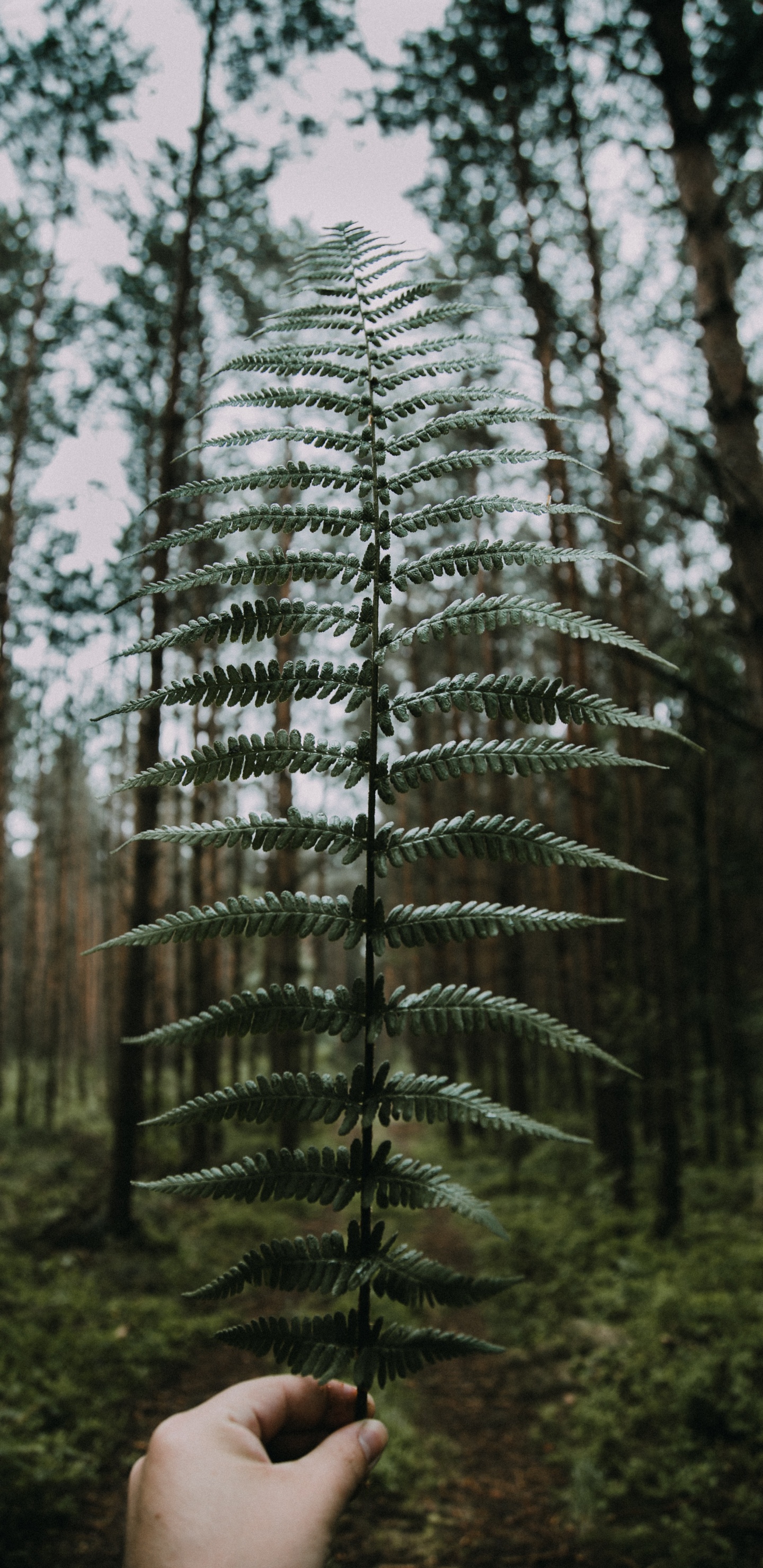 Обои природа, дерево, лес, окружающая среда, древесные растения в разрешении 1440x2960