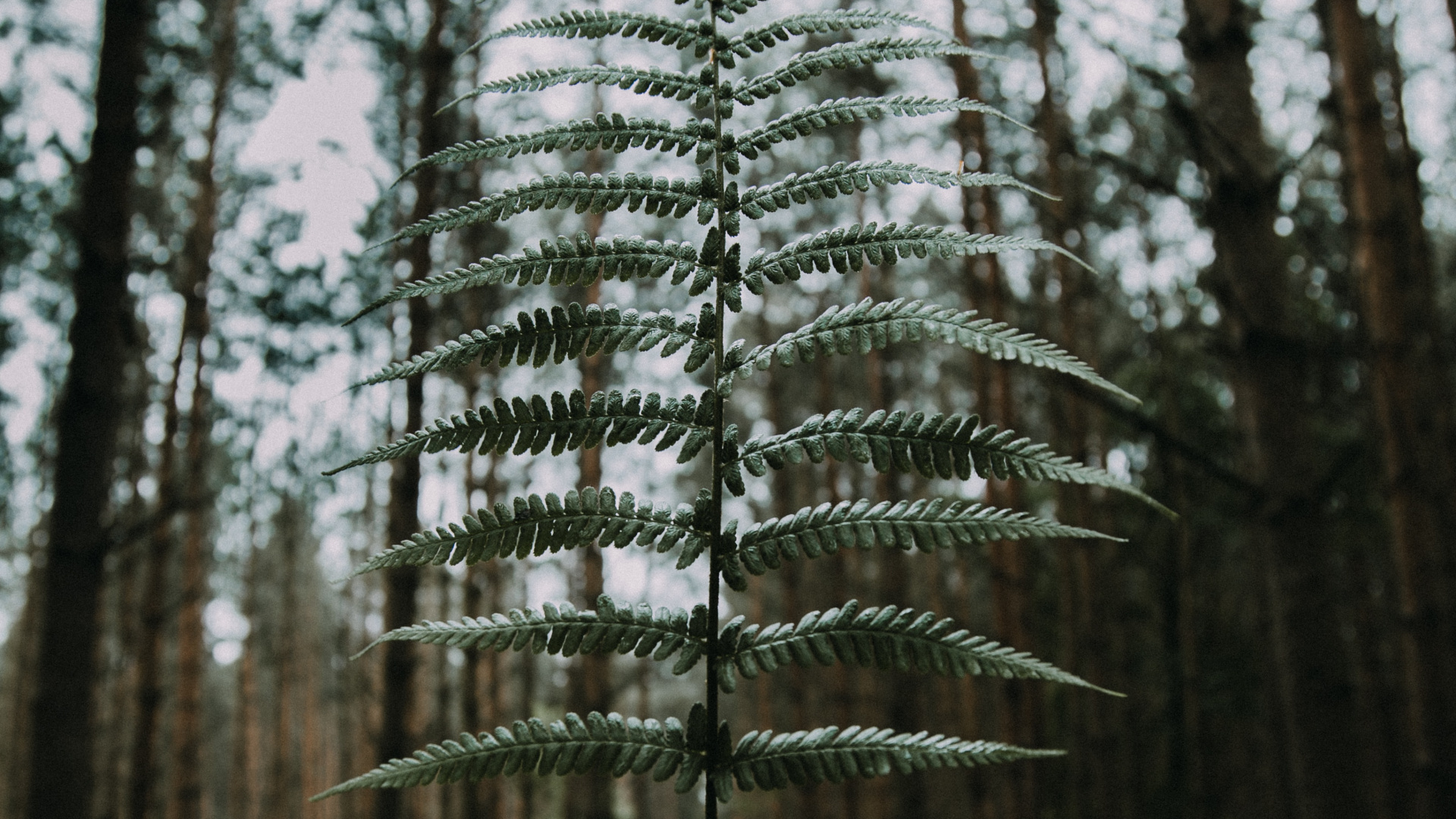 Обои природа, дерево, лес, окружающая среда, древесные растения в разрешении 1920x1080