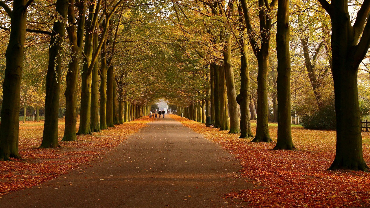 Обои дерево, лист, природа, осень, листопадные в разрешении 1280x720