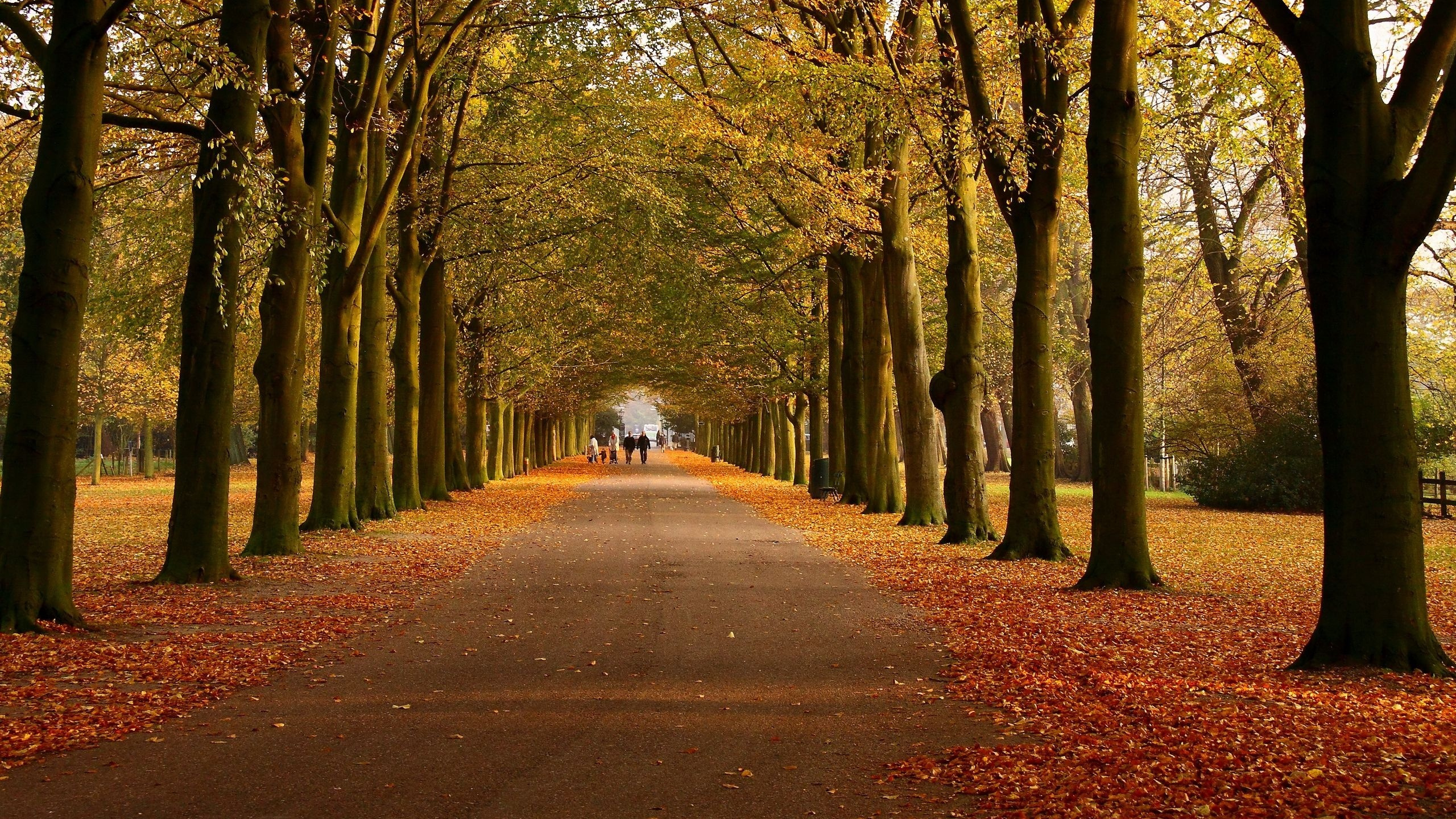 Обои дерево, лист, природа, осень, листопадные в разрешении 2560x1440