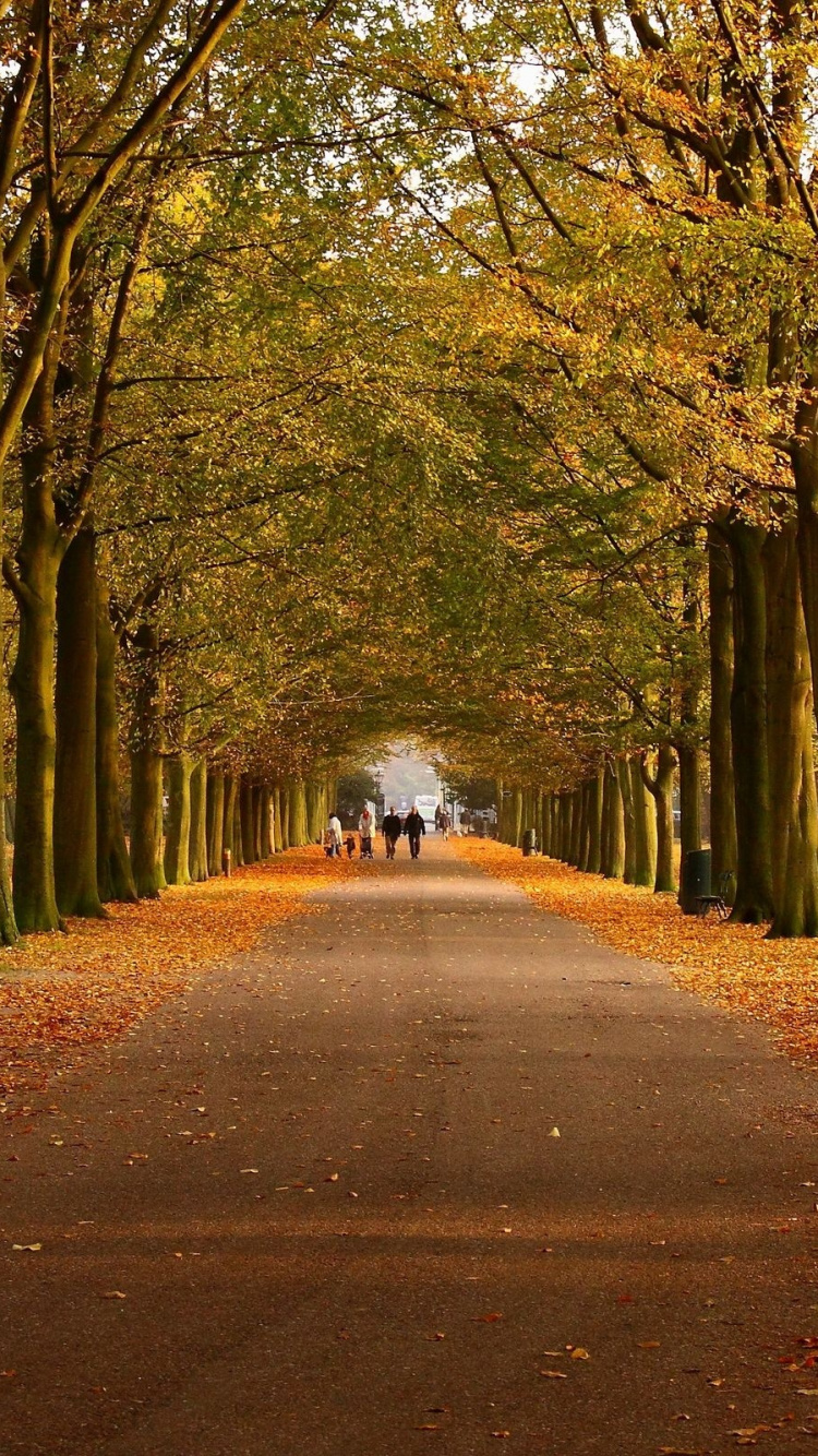 Обои дерево, лист, природа, осень, листопадные в разрешении 750x1334