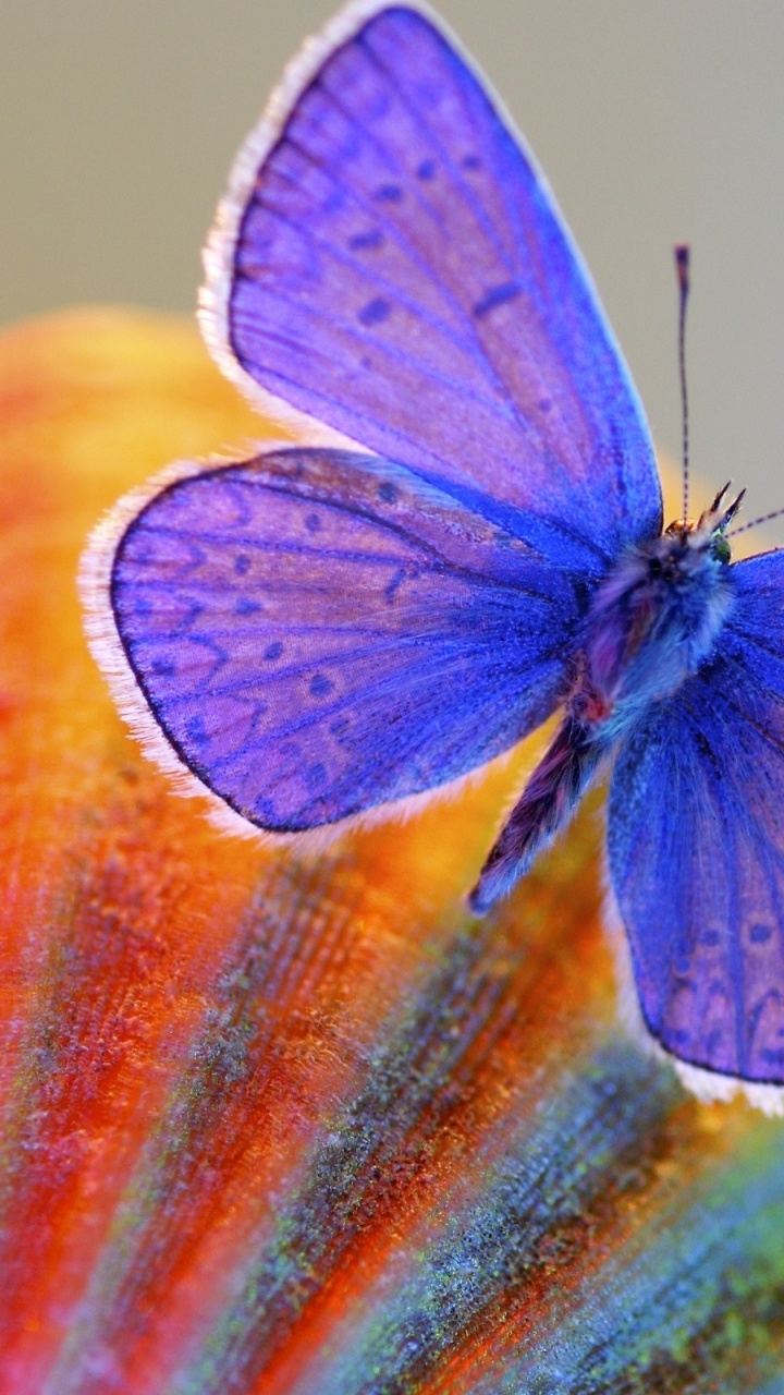 Обои насекомое, мотыльки и бабочки, бабочка, lycaenid, беспозвоночные в разрешении 720x1280
