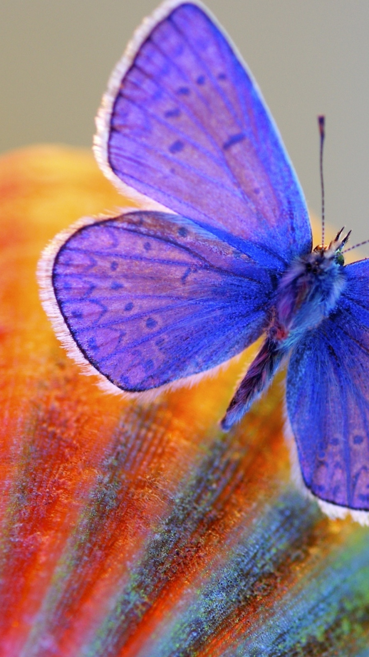 Обои насекомое, мотыльки и бабочки, бабочка, lycaenid, беспозвоночные в разрешении 750x1334
