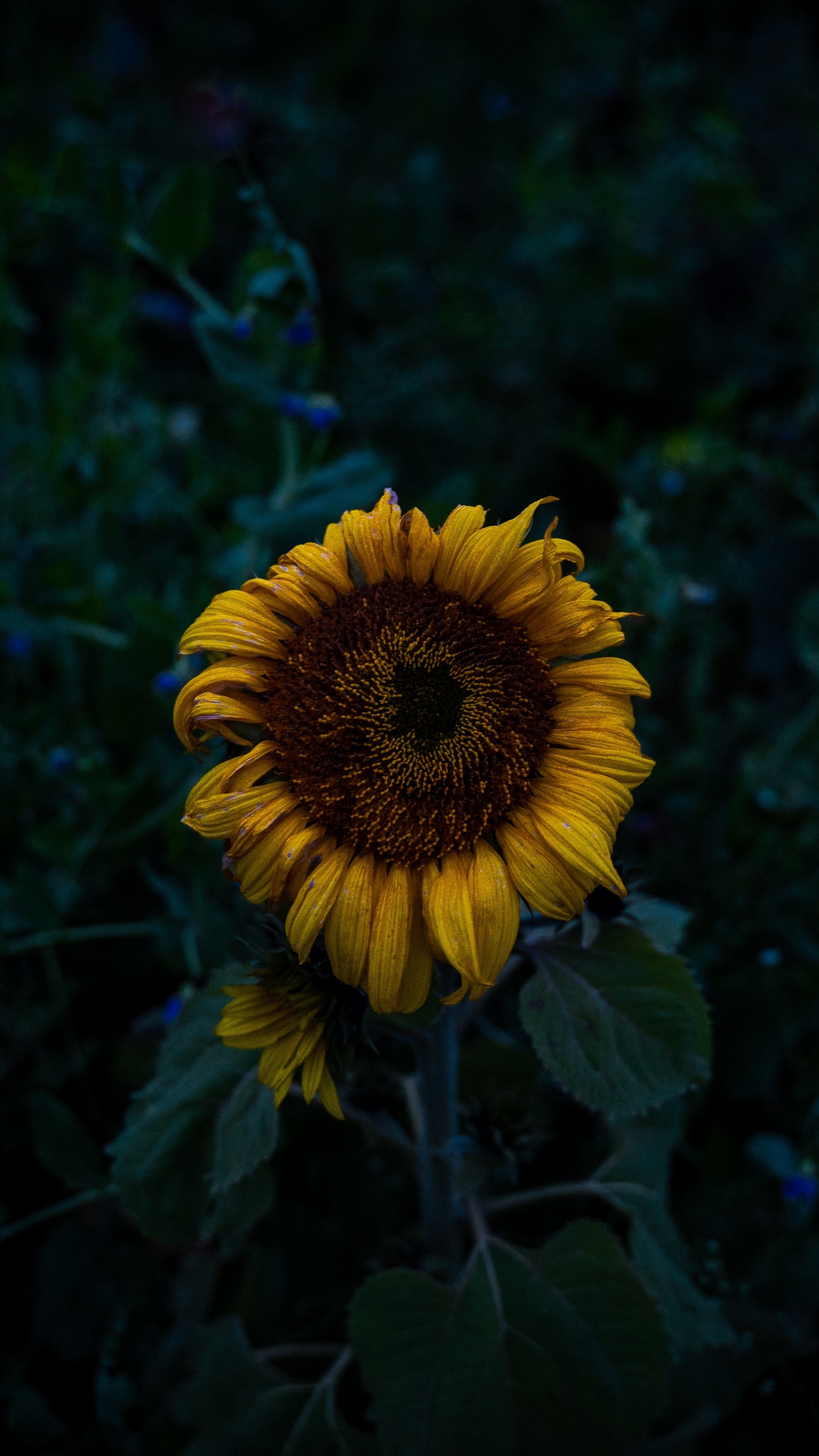 Обои цветок, желтый, синий, растение, лепесток в разрешении 1440x2560