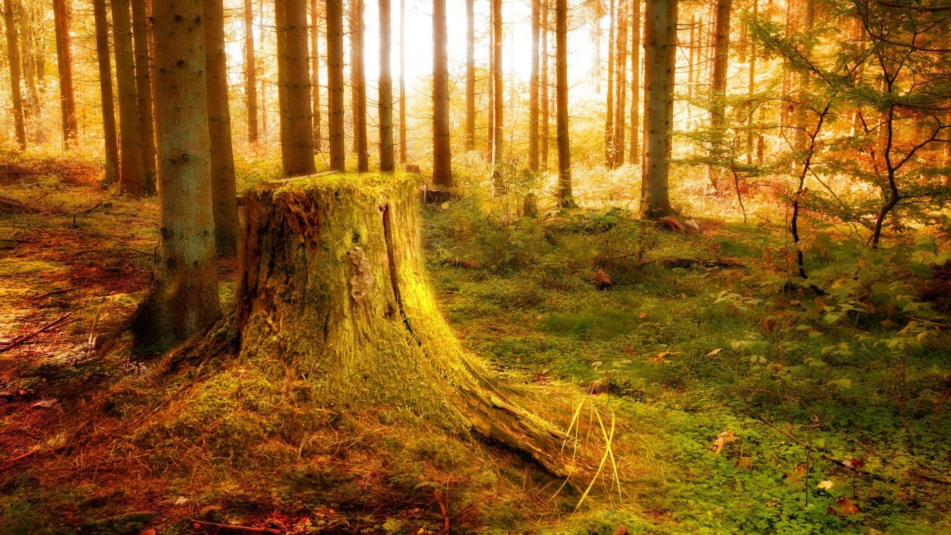 Обои природа, дерево, лес, лесистая местность, природный заповедник в разрешении 1920x1080