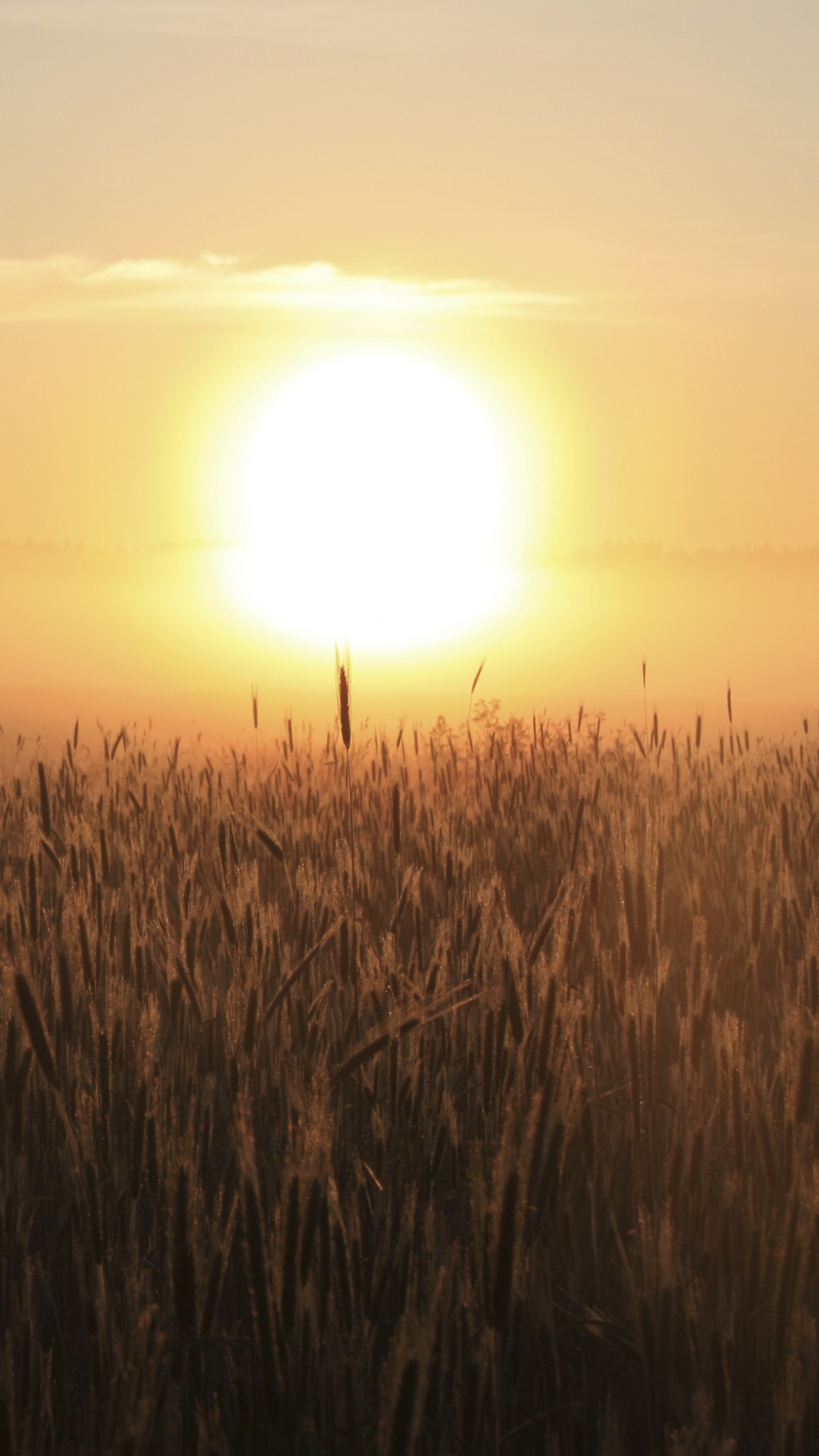 Обои поле, горизонт, восход солнца, утро, солнце в разрешении 1080x1920